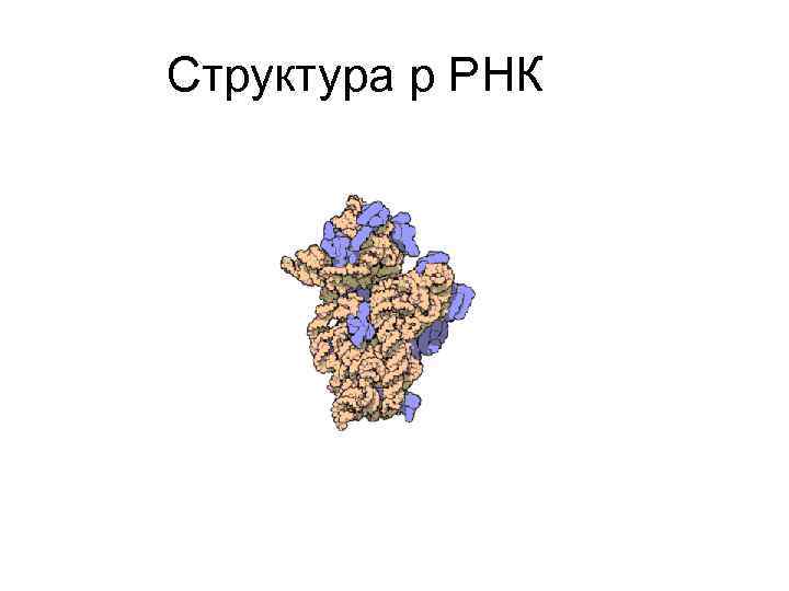Структура р РНК 
