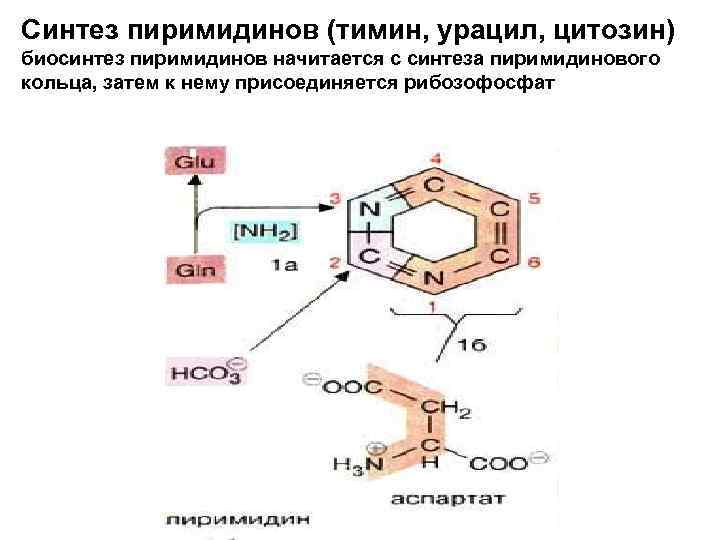 Синтез пиримидинов (тимин, урацил, цитозин) биосинтез пиримидинов начитается с синтеза пиримидинового кольца, затем к