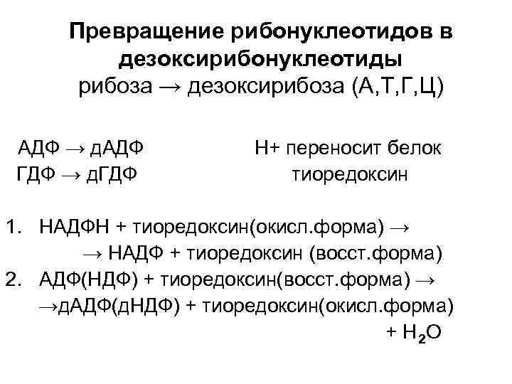 Превращение рибонуклеотидов в дезоксирибонуклеотиды рибоза → дезоксирибоза (А, Т, Г, Ц) АДФ → д.