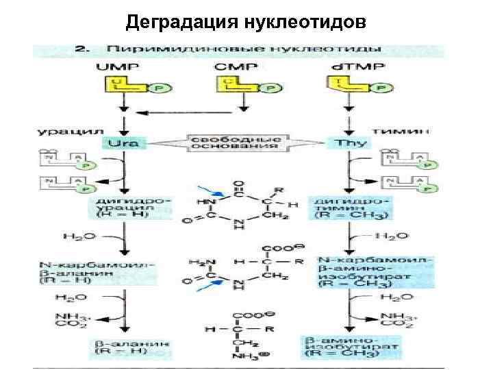 Деградация нуклеотидов 