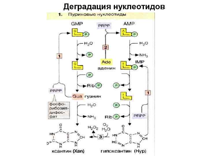 Деградация нуклеотидов 