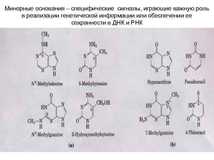 Минорные основания – специфические сигналы, играющие важную роль в реализации генетической информации или обеспечении