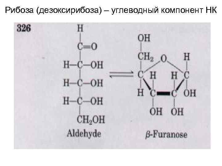 Днк содержит рибозу