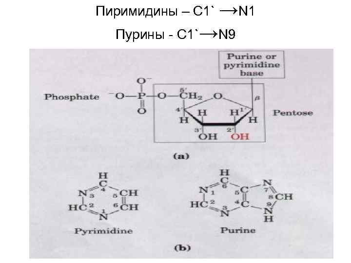 Пиримидины – С 1` →N 1 Пурины - С 1`→N 9 