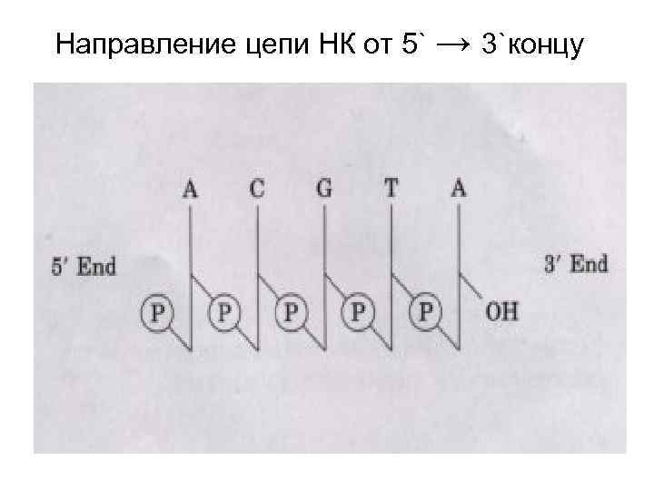 Направление цепи НК от 5` → 3`концу 