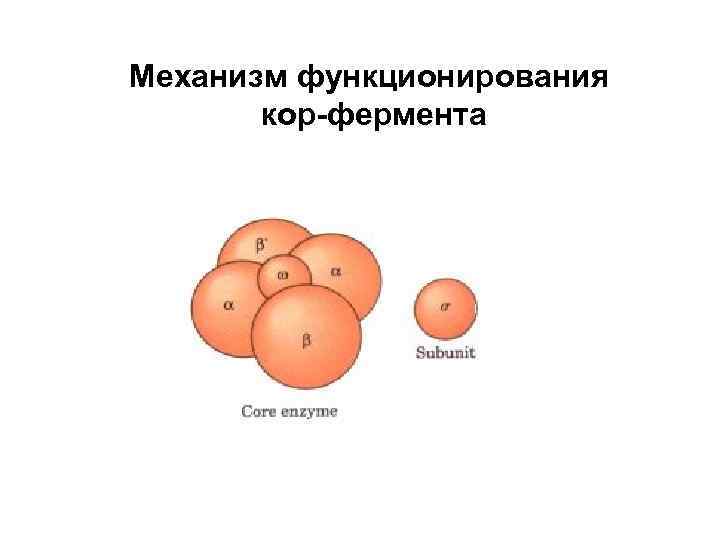 Механизм функционирования  кор-фермента 