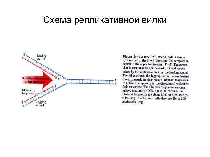 Репликационная вилка схема