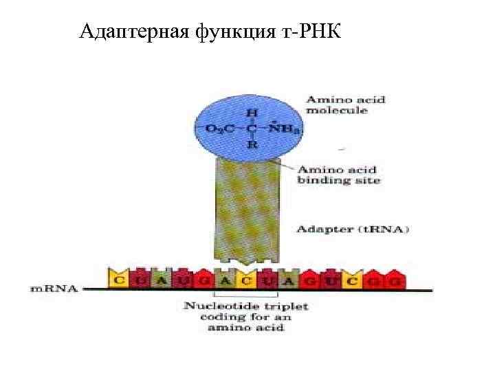 Адаптерная функция т-РНК 
