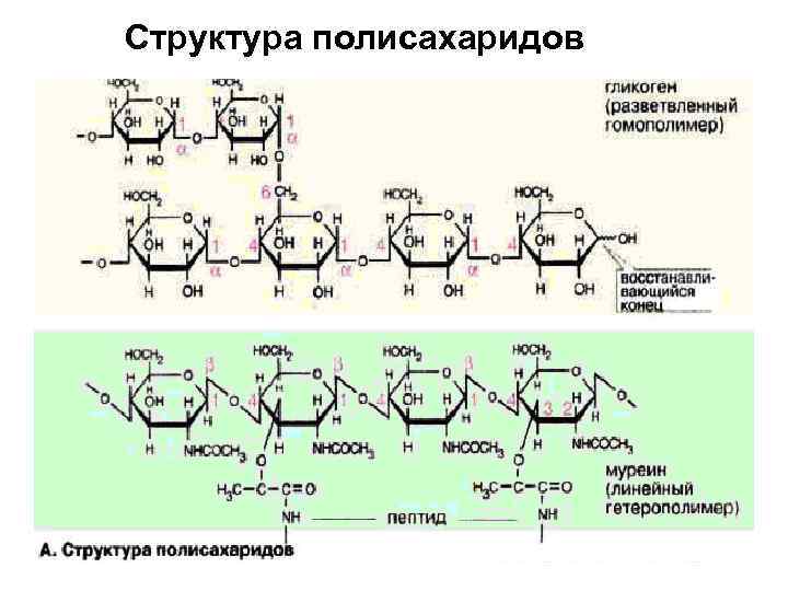 Структура полисахаридов 