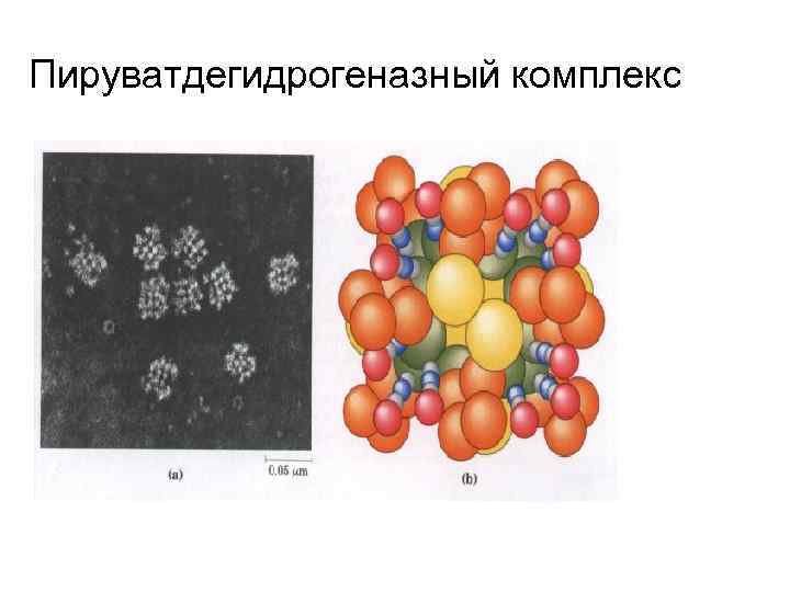 Структурно функциональная организация пируватдегидрогеназного комплекса схема