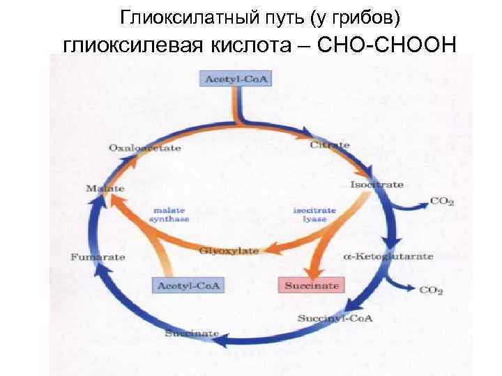   Глиоксилатный путь (у грибов) глиоксилевая кислота – CHO-CHOOH 