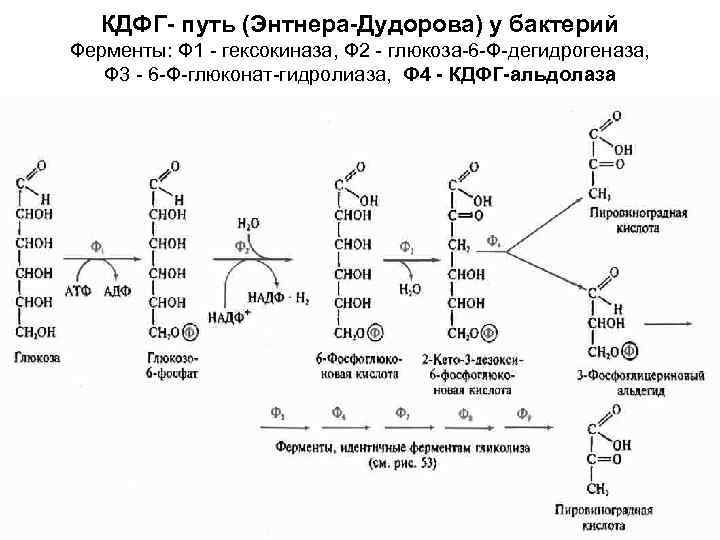   КДФГ- путь (Энтнера-Дудорова) у бактерий Ферменты: Ф 1 - гексокиназа, Ф 2