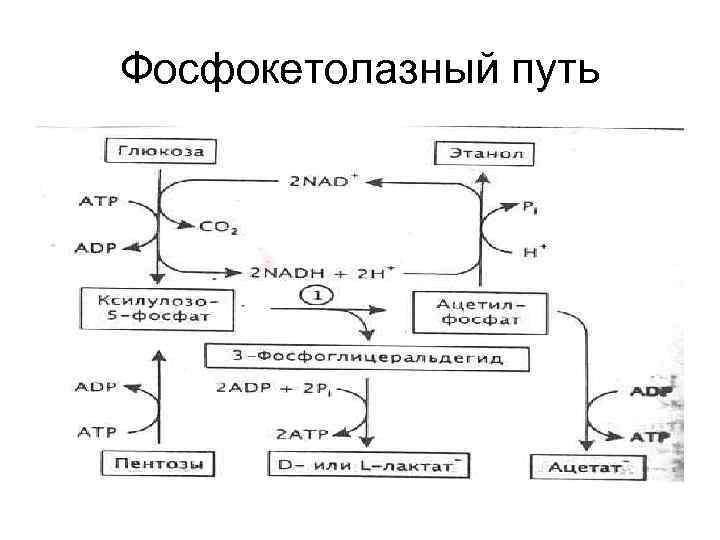 Фосфокетолазный путь 