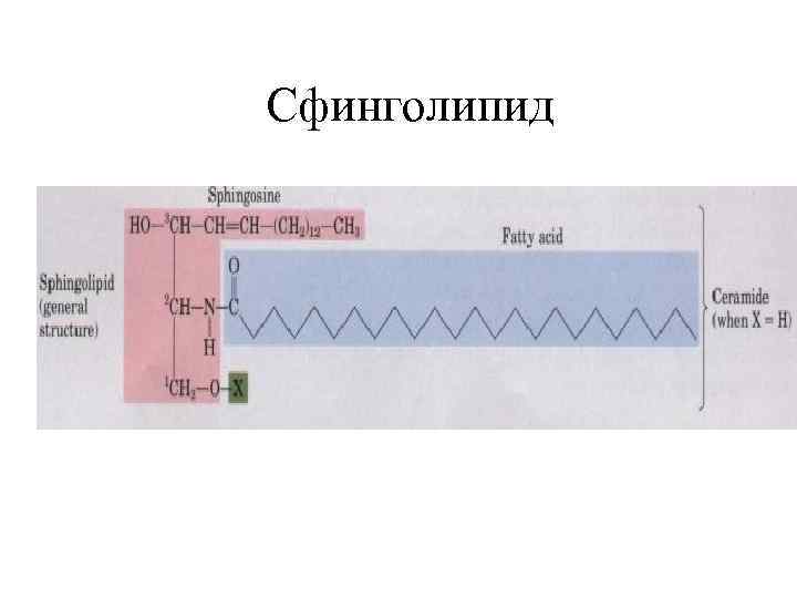 Сфинголипид 