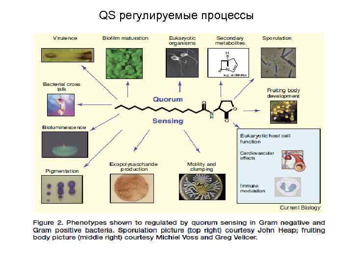 QS регулируемые процессы 