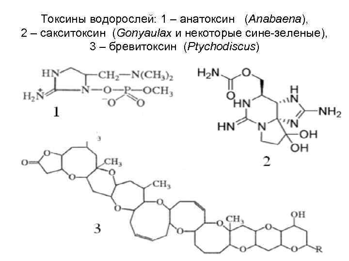   Токсины водорослей: 1 – анатоксин (Anabaena), 2 – сакситоксин (Gonyaulax и некоторые
