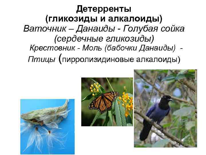   Детерренты (гликозиды и алкалоиды) Ваточник – Данаиды - Голубая сойка  (сердечные