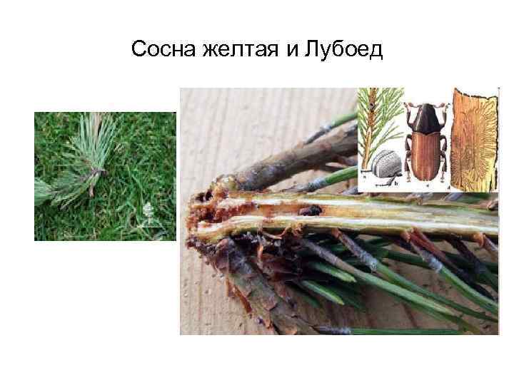 Сосна желтая и Лубоед 