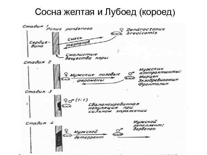 Сосна желтая и Лубоед (короед) 