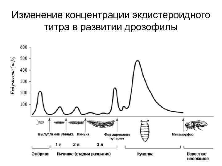 Изменение концентрации экдистероидного  титра в развитии дрозофилы 