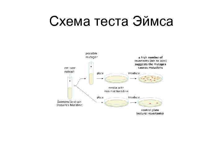 Схема теста