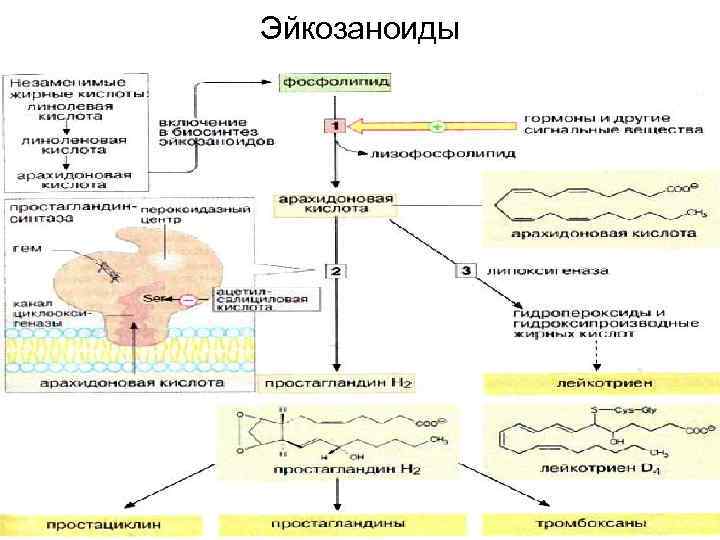 Простагландины схема синтеза