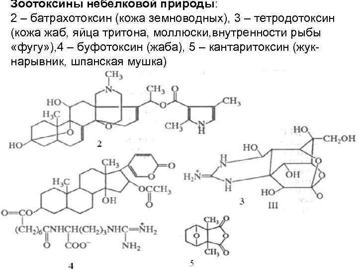 Зоотоксины небелковой природы: 2 – батрахотоксин (кожа земноводных), 3 – тетродотоксин (кожа жаб, яйца