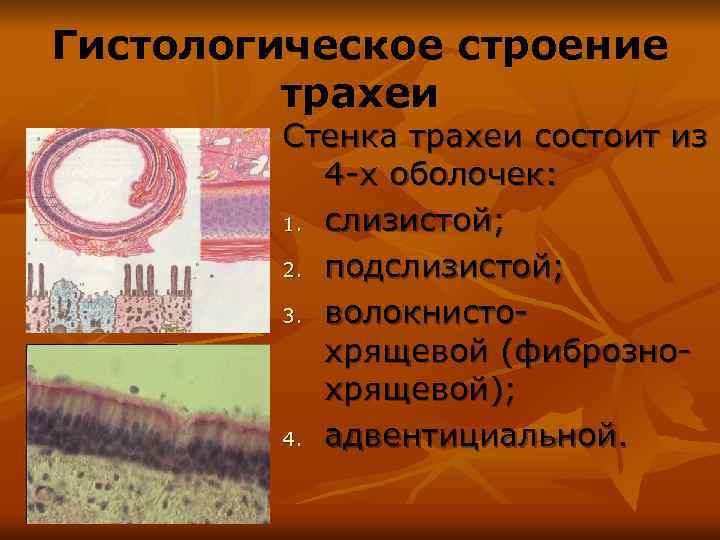 Гистологическое строение   трахеи   Стенка трахеи состоит из  4 -х
