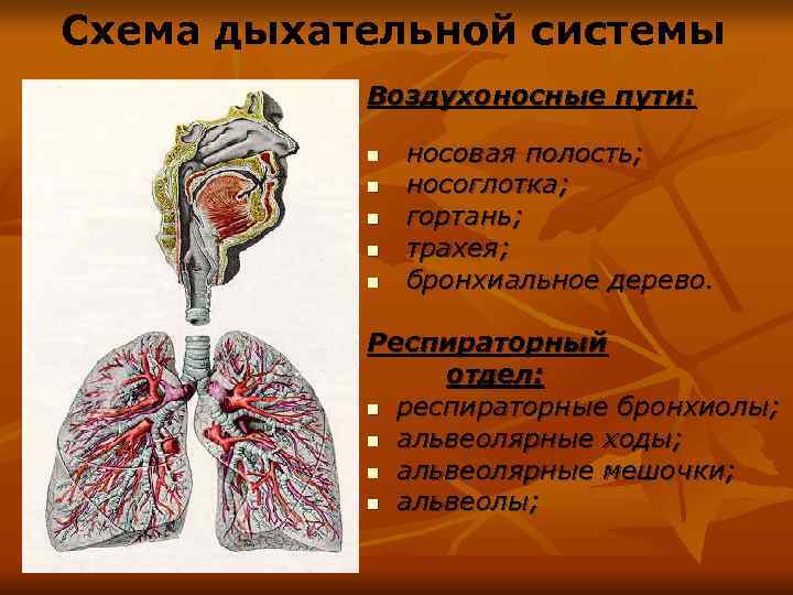 Схема дыхательной системы  Воздухоносные пути:   n  носовая полость;  