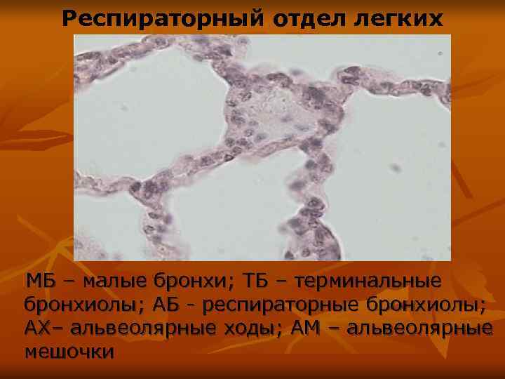   Респираторный отдел легких МБ – малые бронхи; ТБ – терминальные бронхиолы; АБ