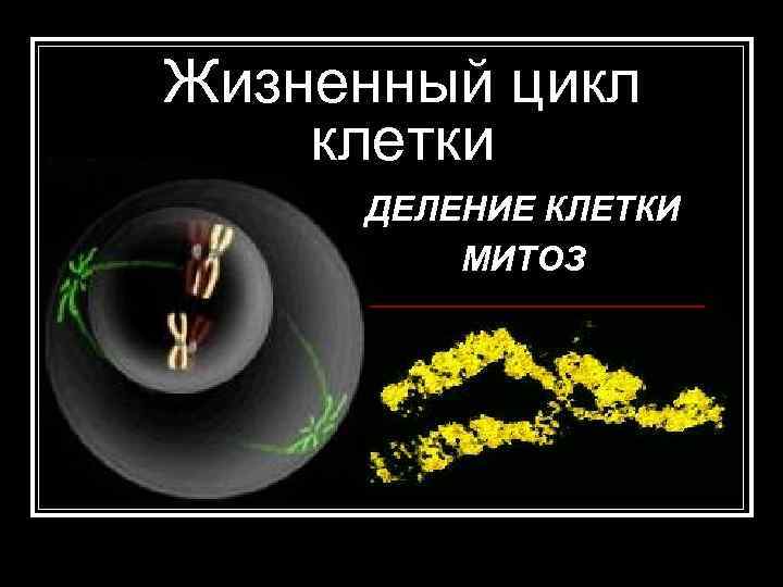 Жизненный цикл клетки ДЕЛЕНИЕ КЛЕТКИ МИТОЗ Жизненный цикл клетки ДЕЛЕНИЕ КЛЕТКИ МИТОЗ