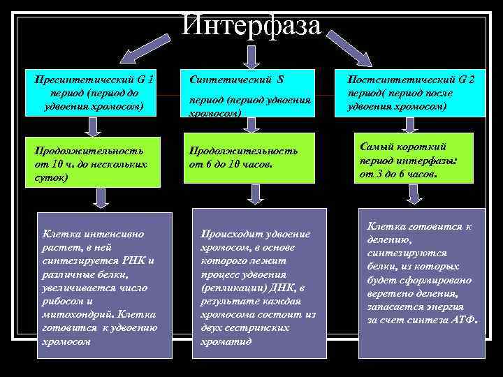 Интерфаза Пресинтетический G 1 Синтетический S Постсинтетический G Интерфаза Пресинтетический G 1 Синтетический S Постсинтетический G