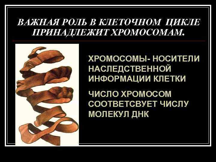 ВАЖНАЯ РОЛЬ В КЛЕТОЧНОМ ЦИКЛЕ ПРИНАДЛЕЖИТ ХРОМОСОМАМ. ХРОМОСОМЫ- НОСИТЕЛИ НАСЛЕДСТВЕННОЙ ВАЖНАЯ РОЛЬ В КЛЕТОЧНОМ ЦИКЛЕ ПРИНАДЛЕЖИТ ХРОМОСОМАМ. ХРОМОСОМЫ- НОСИТЕЛИ НАСЛЕДСТВЕННОЙ