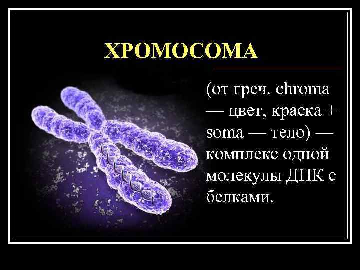 ХРОМОСОМА (от греч. chroma — цвет, краска + soma — тело) — ХРОМОСОМА (от греч. chroma — цвет, краска + soma — тело) —