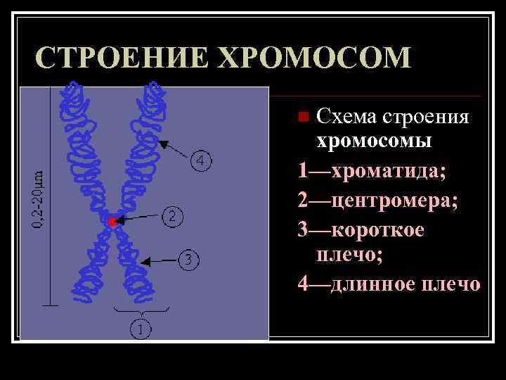 СТРОЕНИЕ ХРОМОСОМ n. Схема строения хромосомы 1—хроматида; 2—центромера; СТРОЕНИЕ ХРОМОСОМ n. Схема строения хромосомы 1—хроматида; 2—центромера;