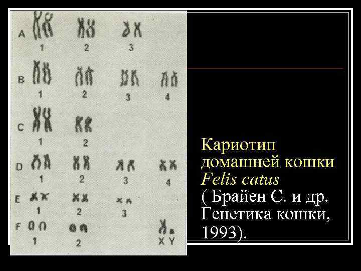 Кариотип домашней кошки Felis catus ( Брайен С. и др. Генетика кошки, Кариотип домашней кошки Felis catus ( Брайен С. и др. Генетика кошки,