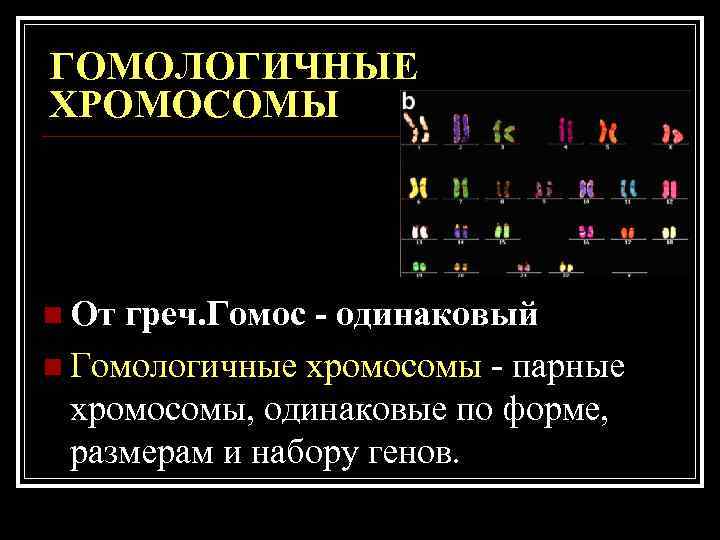 ГОМОЛОГИЧНЫЕ ХРОМОСОМЫ n От греч. Гомос - одинаковый n Гомологичные хромосомы - парные ГОМОЛОГИЧНЫЕ ХРОМОСОМЫ n От греч. Гомос - одинаковый n Гомологичные хромосомы - парные