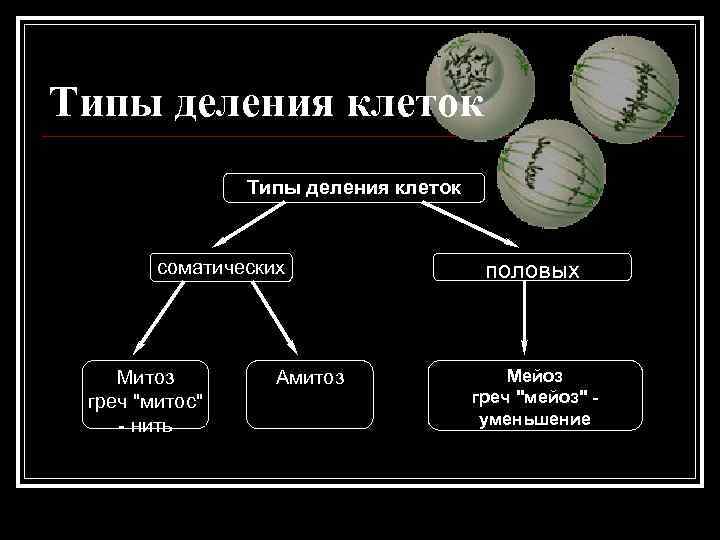 Типы деления клеток соматических половых Митоз Амитоз Типы деления клеток соматических половых Митоз Амитоз