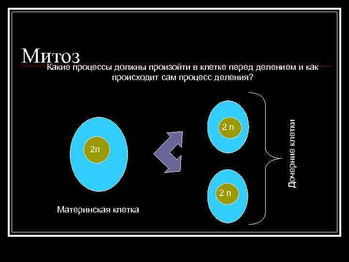Митоз Какие процессы должны произойти в клетке перед делением и как Митоз Какие процессы должны произойти в клетке перед делением и как