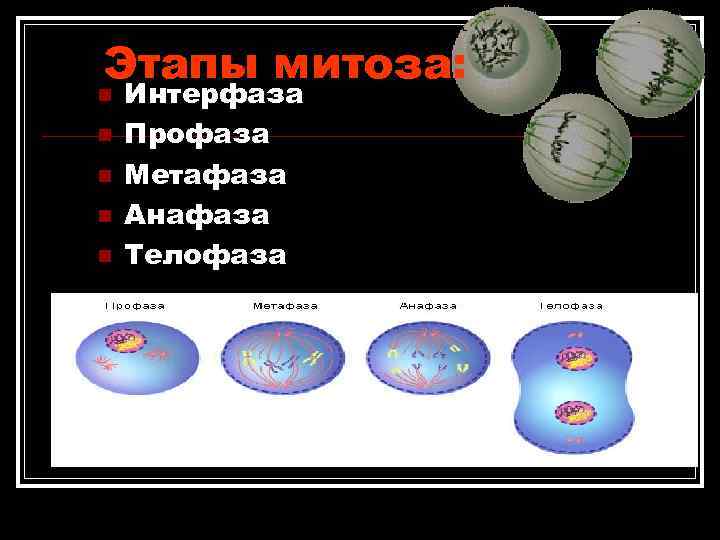 Этапы митоза: n Интерфаза n Профаза n Метафаза n Анафаза Этапы митоза: n Интерфаза n Профаза n Метафаза n Анафаза