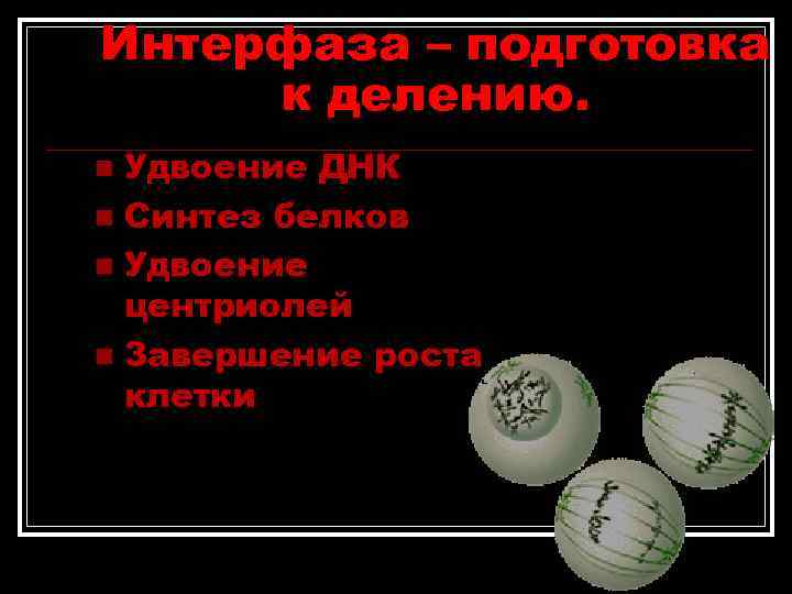 Интерфаза – подготовка к делению. n Удвоение ДНК n Синтез белков n Удвоение Интерфаза – подготовка к делению. n Удвоение ДНК n Синтез белков n Удвоение