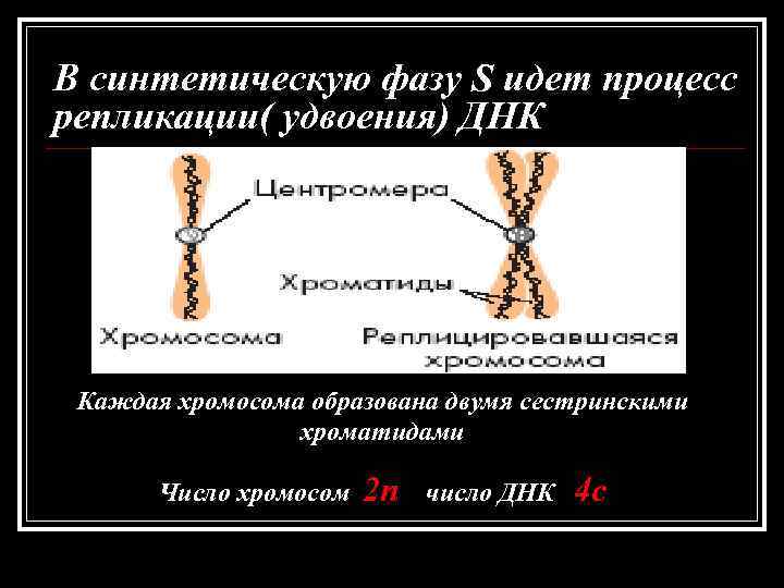 В синтетическую фазу S идет процесс репликации( удвоения) ДНК Каждая хромосома образована двумя сестринскими В синтетическую фазу S идет процесс репликации( удвоения) ДНК Каждая хромосома образована двумя сестринскими