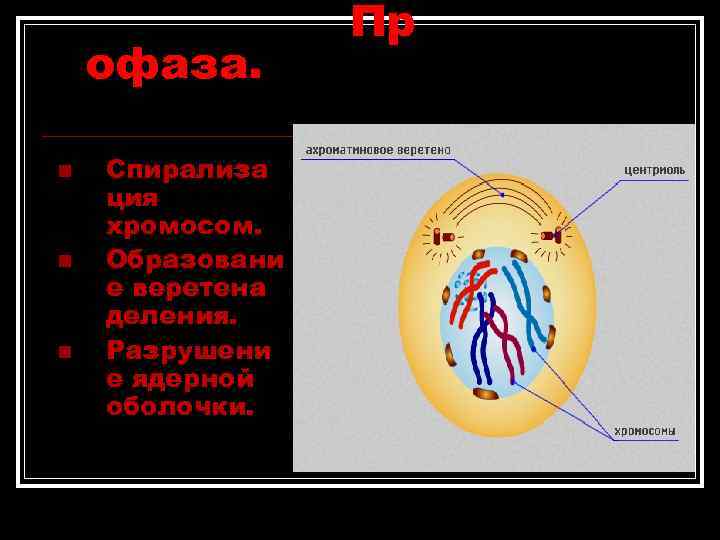 Пр офаза. n Спирализа ция хромосом. n Образовани Пр офаза. n Спирализа ция хромосом. n Образовани