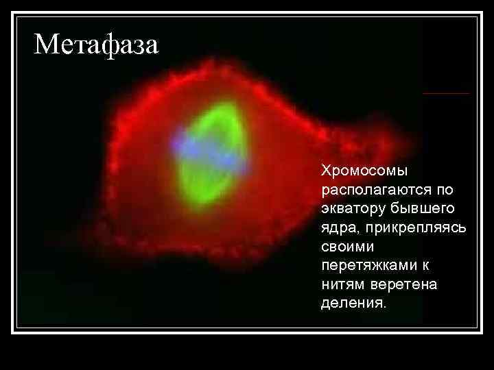 Метафаза n Хромосомы располагаются по Метафаза n Хромосомы располагаются по