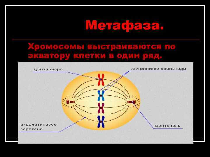 Метафаза. Хромосомы выстраиваются по экватору клетки в один ряд. Метафаза. Хромосомы выстраиваются по экватору клетки в один ряд.