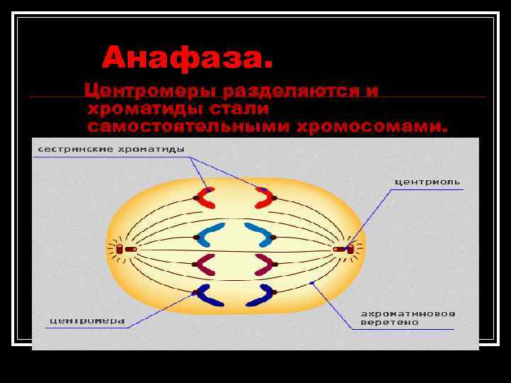 Анафаза. Центромеры разделяются и хроматиды стали самостоятельными хромосомами. Анафаза. Центромеры разделяются и хроматиды стали самостоятельными хромосомами.