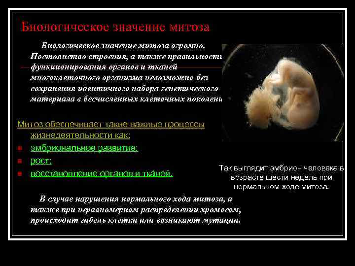 Биологическое значение митоза огромно. Постоянство строения, а также правильность функционирования органов и Биологическое значение митоза огромно. Постоянство строения, а также правильность функционирования органов и