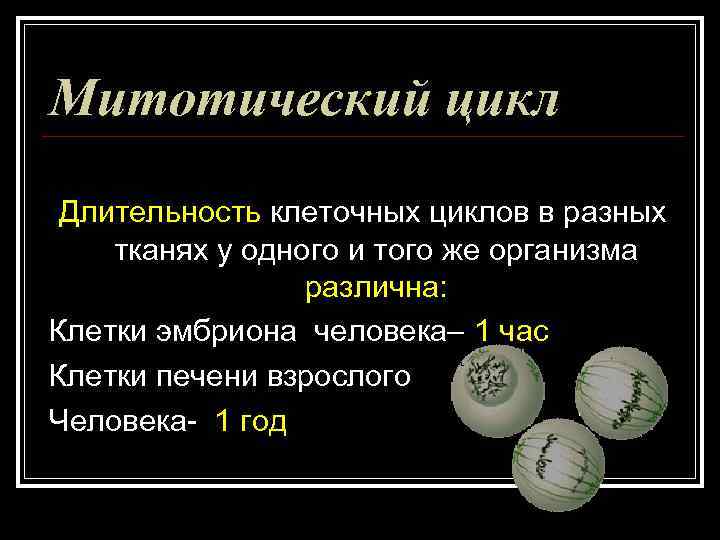 Митотический цикл Длительность клеточных циклов в разных тканях у одного и того же организма Митотический цикл Длительность клеточных циклов в разных тканях у одного и того же организма