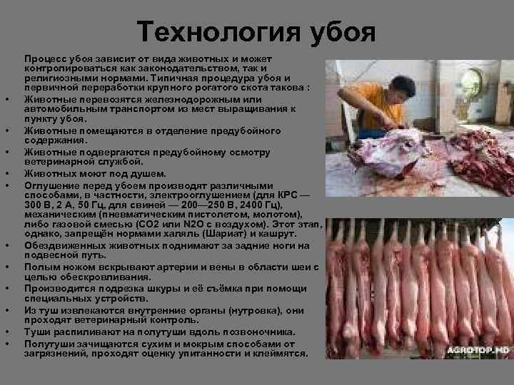      Технология убоя  Процесс убоя зависит от вида животных