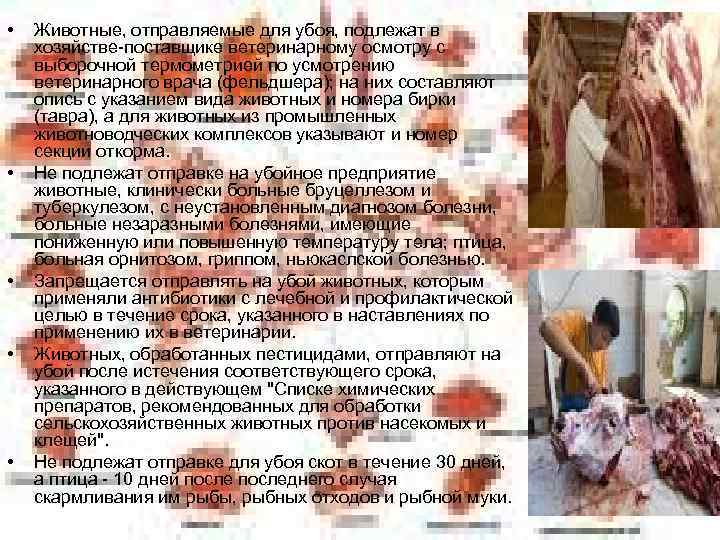  •  Животные, отправляемые для убоя, подлежат в хозяйстве-поставщике ветеринарному осмотру с выборочной